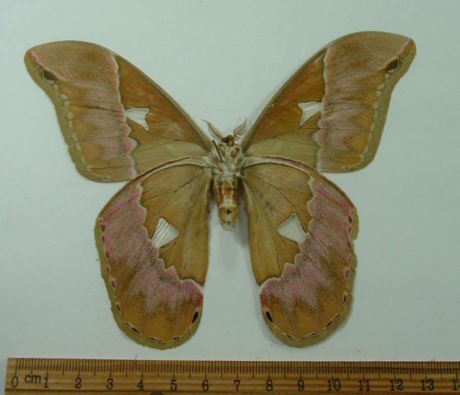 Male - Ventral View<br>(Origin of the Specimen: Eucador, August)