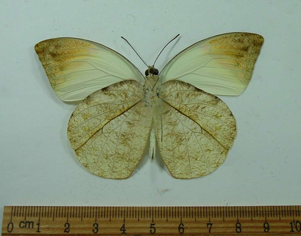 Male - Ventral View<br>(Origin of the Specimen: Palawan, December)
