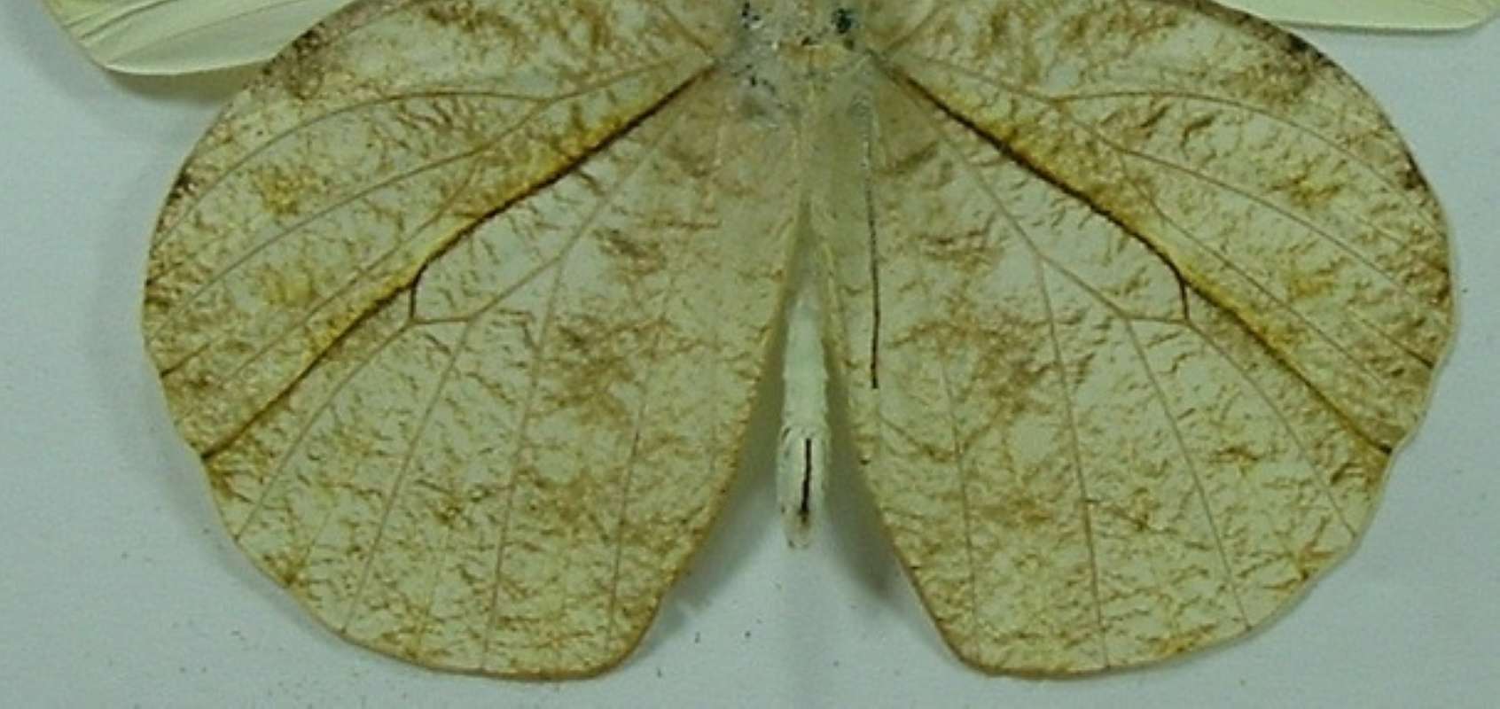 Male - Claspers<br>(Origin of the Specimen: Palawan, December)