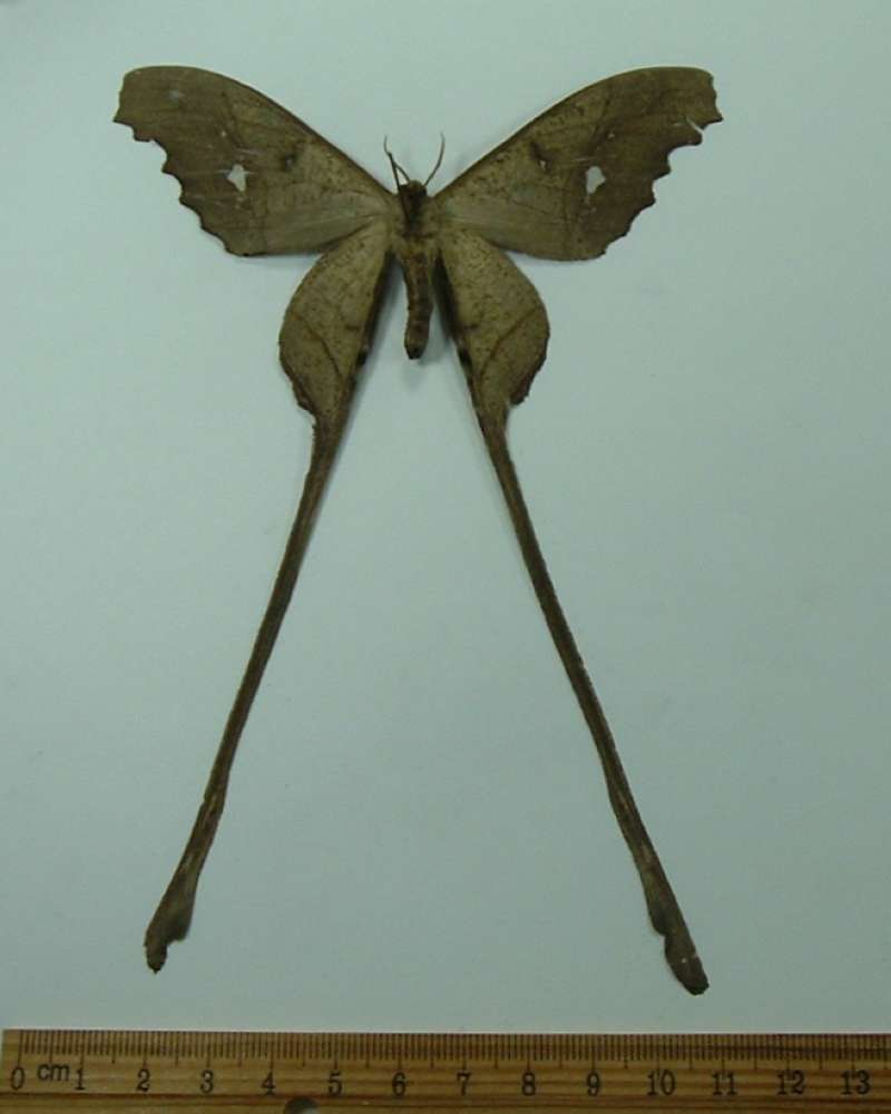 Male - Ventral View<br>(Origin of the Specimen: Cuzco, Peru, Dec. 2011)