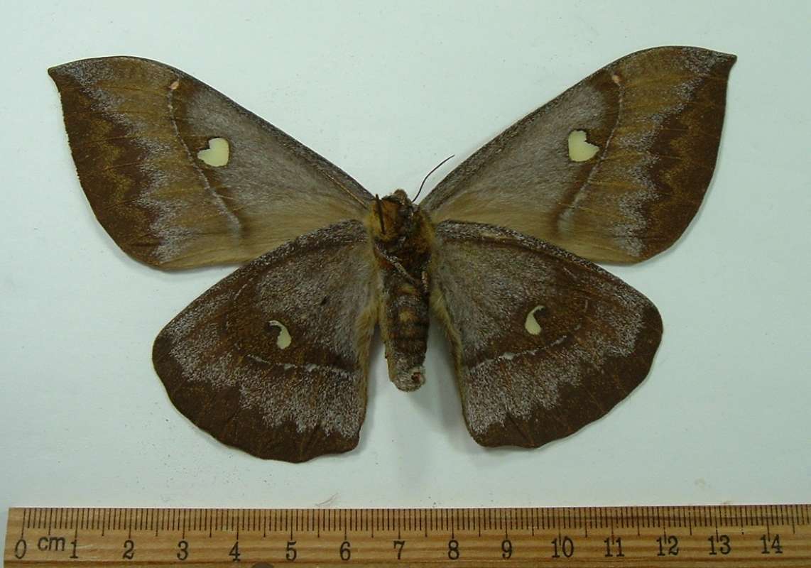 Female - Ventral View<br>(Origin of the Specimen: Vietnam, Sept. 1999)