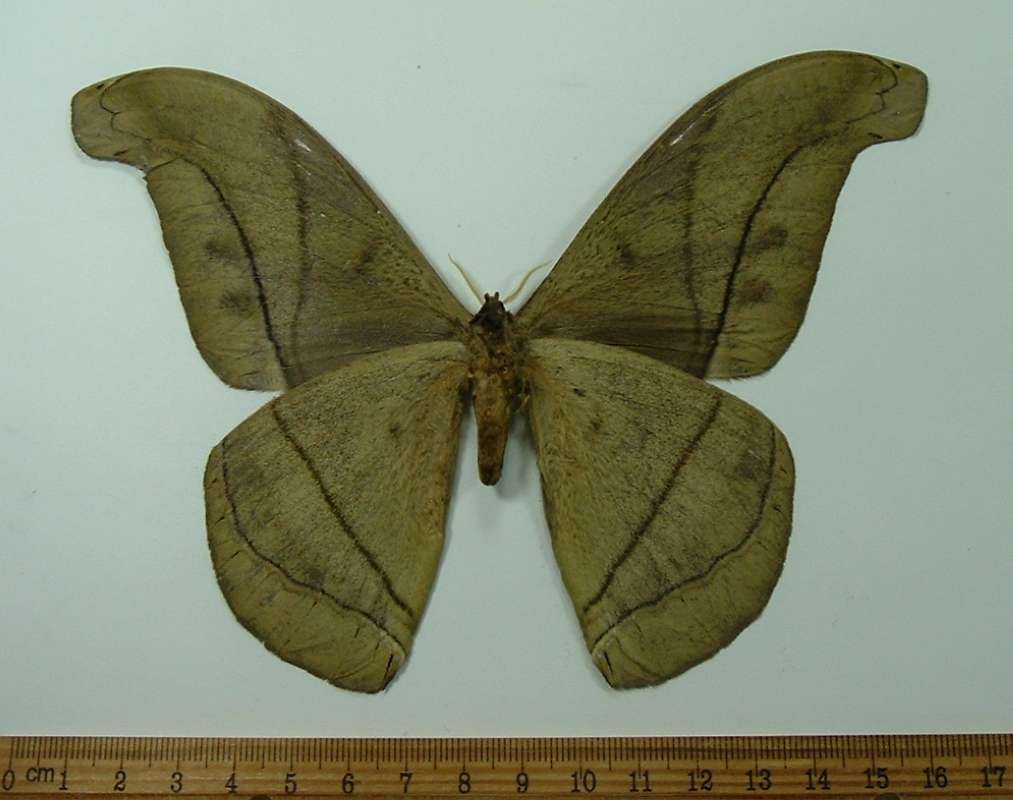 Male - Ventral View<br>(Origin of the Specimen: Bolivia, July 1992)