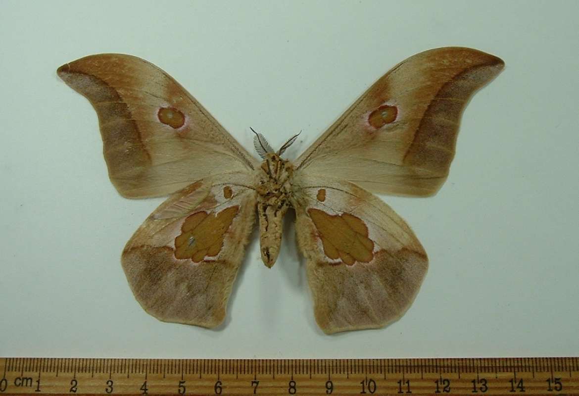 Male - Dorsal<br>(Origin of the Specimen: Katana, Congo, May 1968)