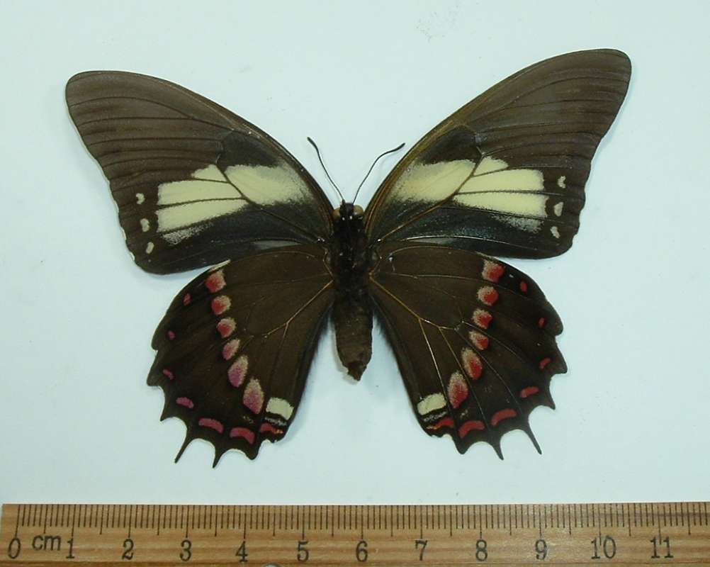 Female - Vetnral View<br>(Origin of the Specimen: Cuzco, Peru, Nov. 2011)