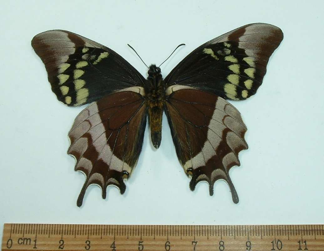 Male - Ventral View<br>(Origin of the Specimen: Peru, May 1999)