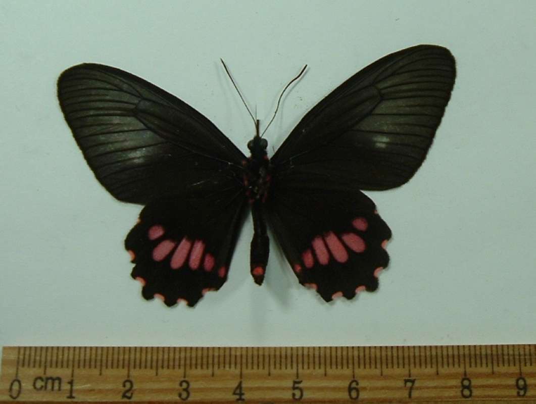 Female - Ventral View<br>(Origin of the Specimen: Cuzco, Peru, Dec. 2010)