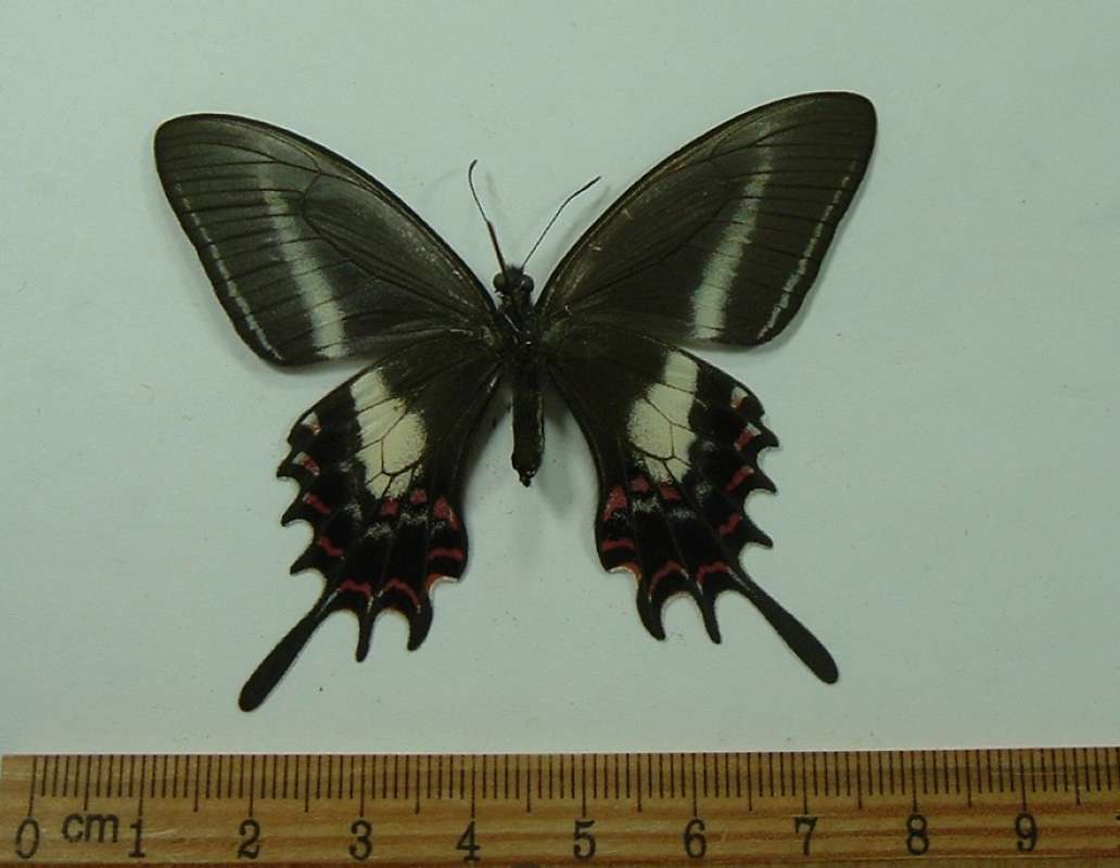 Female - Ventral View<br>(Origin of the Specimen: Obidos, Brazil, April 1970)