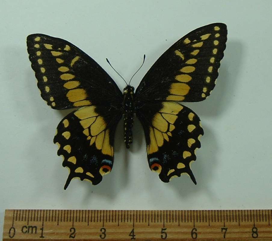 Female - Dorsal View<br>(Origin of the Specimen: Golfeto, Costa Rica, June 2013)