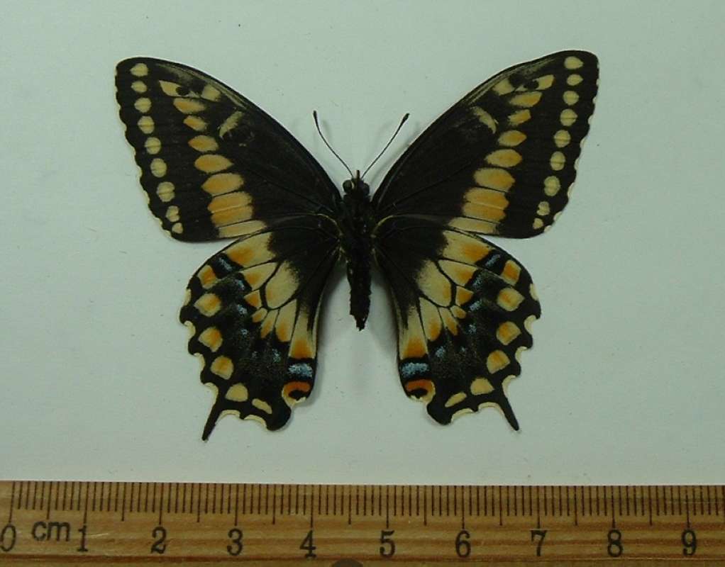 Female - Ventral View<br>(Origin of the Specimen: Golfeto, Costa Rica, June 2013)