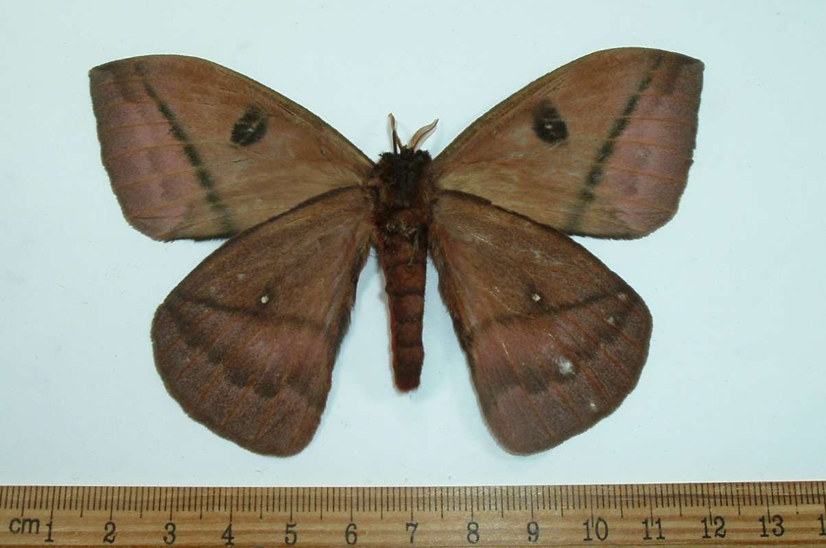 Male - Ventral View<br>(Origin of the Specimen: Ecuador, May 2013)