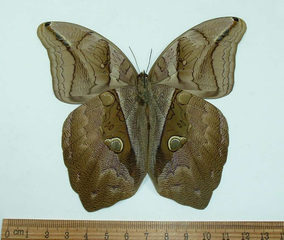 Male - Ventral<br>(Origin of the Specimen: Cuzco, Peru, Dec. 2009)