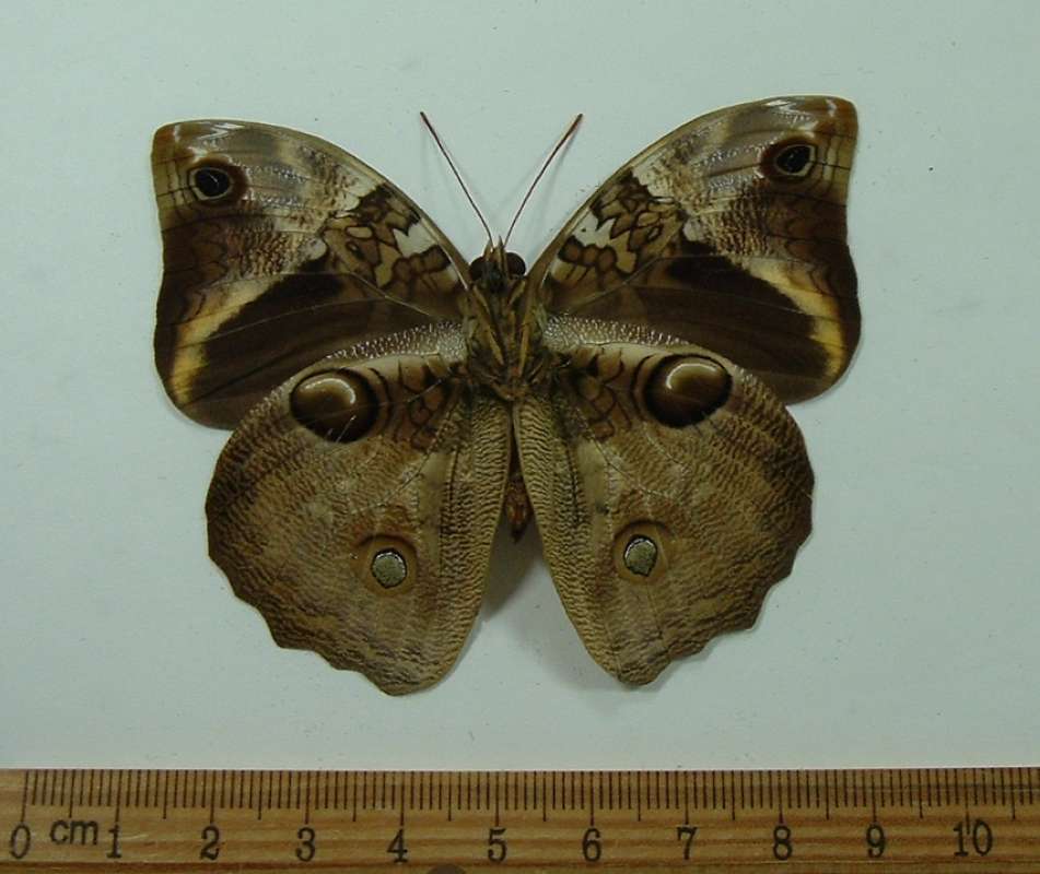 Male - Ventral View<br>(Origin of the Specimen: Mt. Quits, Ecuador, Oct 2001)