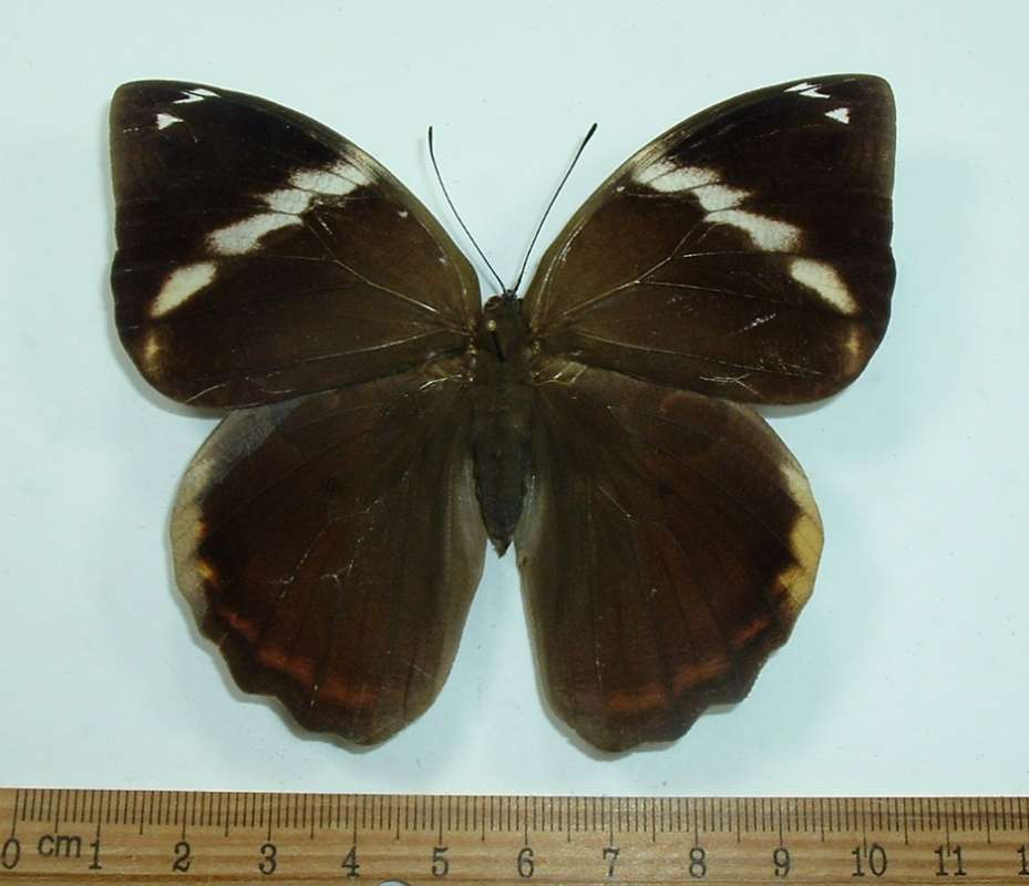 Female - Dorsal View<br>(Origin of the Specimen: Mt. Quits, Ecuador, Oct 2001)