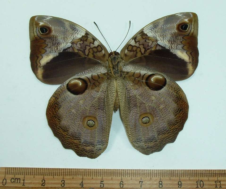 Female - Ventral View<br>(Origin of the Specimen: Mt. Quits, Ecuador, Oct 2001)