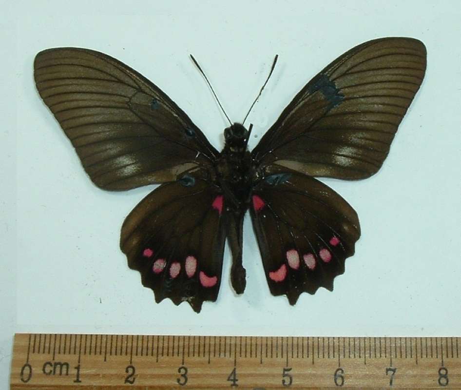 Male - Ventral View<br>(Origin of the Specimen: Chaameha, Peru, June 1992)