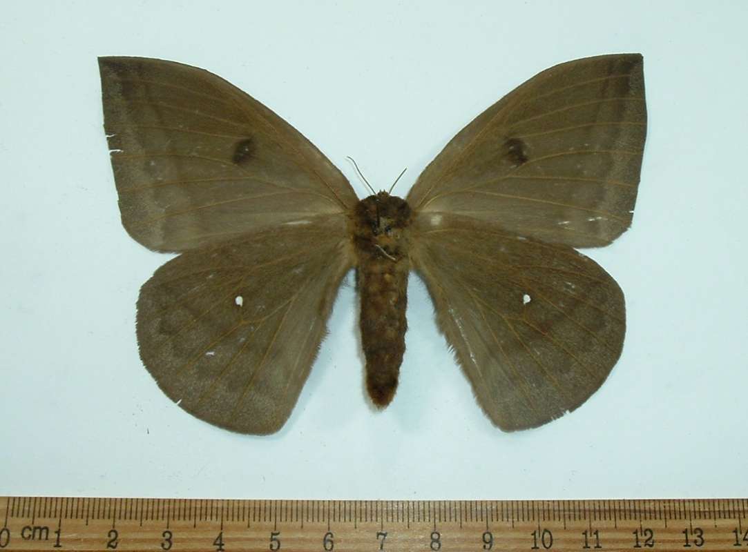 Female - Ventral View<br>(Origin of the Specimen: French Guyana, July 2004)