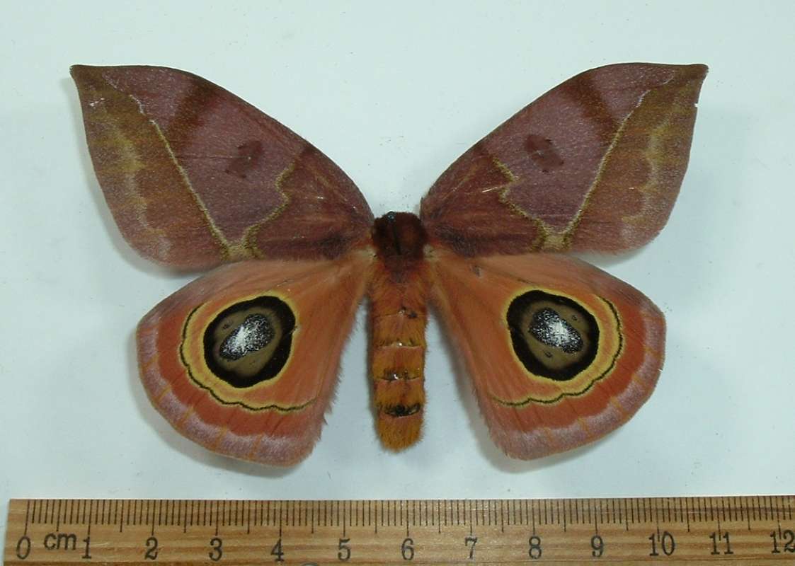 Female - Dorsal View<br>(Origin of the Specimen: Costa Rica, July 2004)