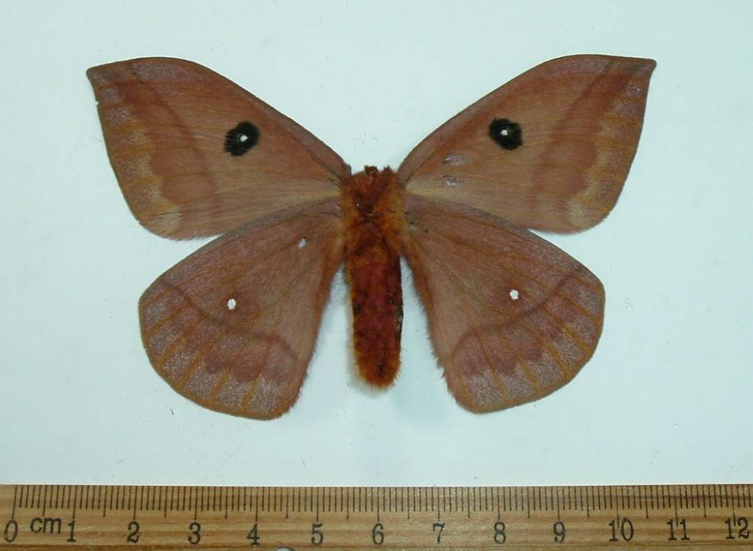 Female - Ventral View<br>(Origin of the Specimen: Costa Rica, July 2004)