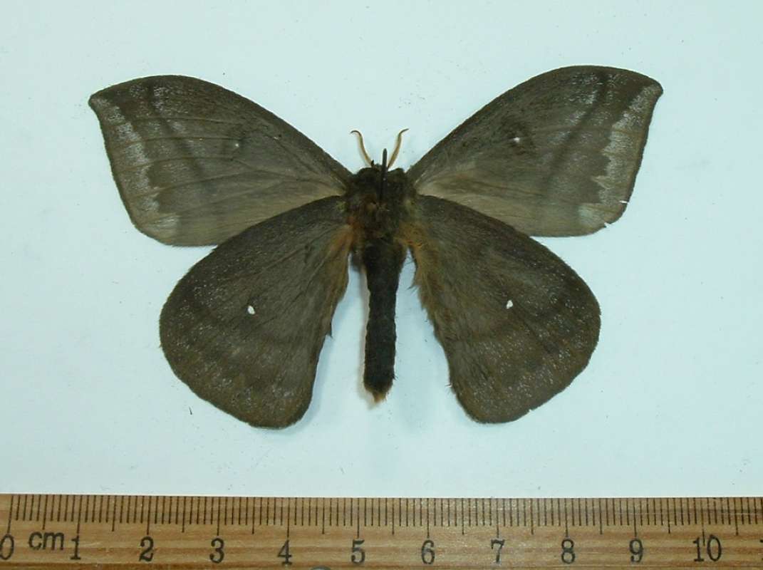 Male - Ventral View<br>(Origin of the Specimen: Ecuador, May 2013)