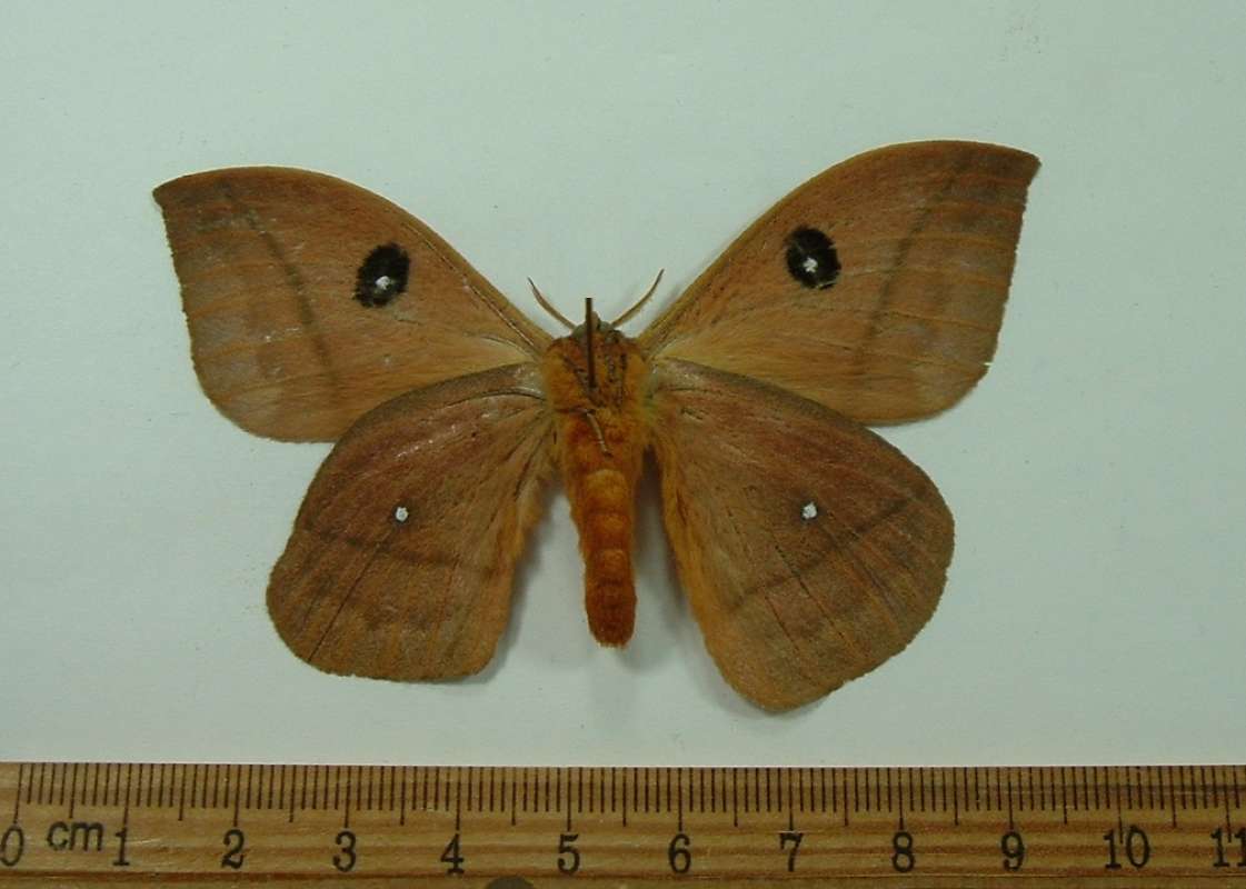 Male - Ventral View<br>(Origin of the Specimen: Cuzco, Peru, Sept 2012)