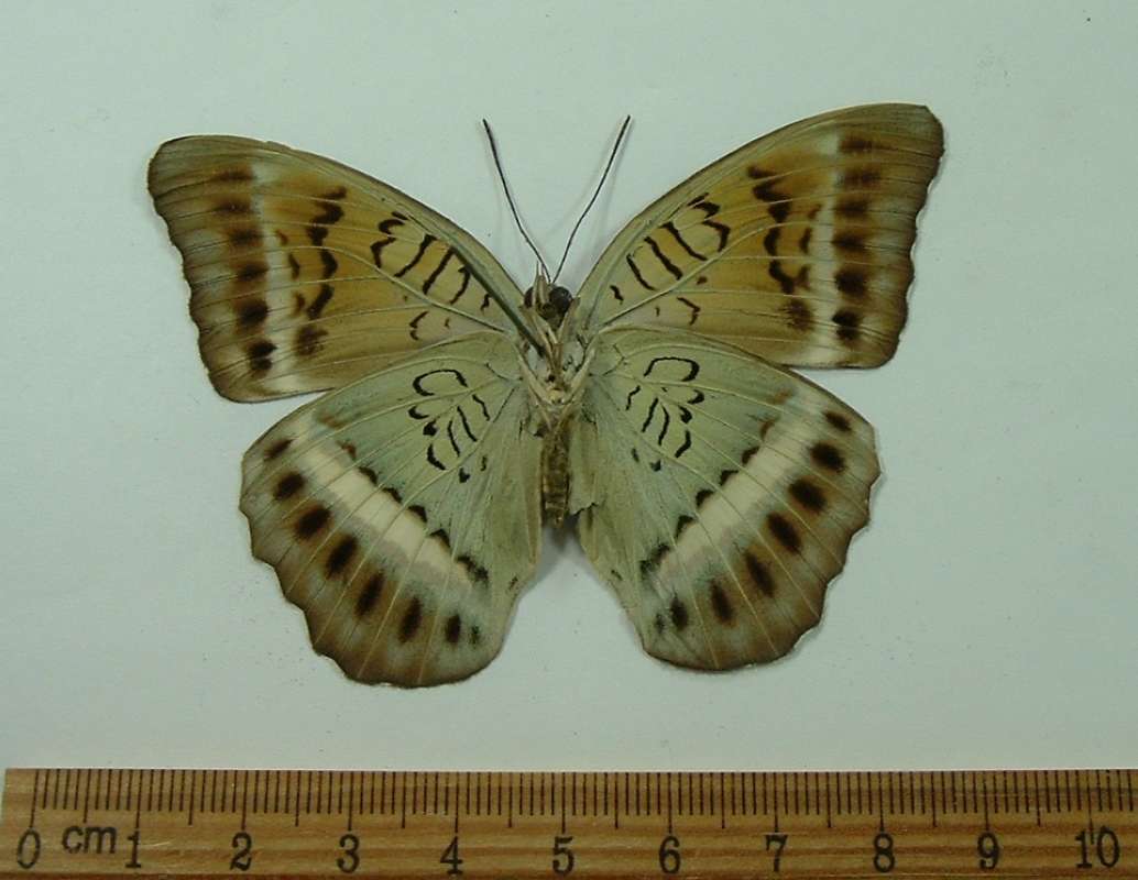 Female - Ventral View<br>(Origin of the Specimen: Negros, Philipp[ines, March 2009)