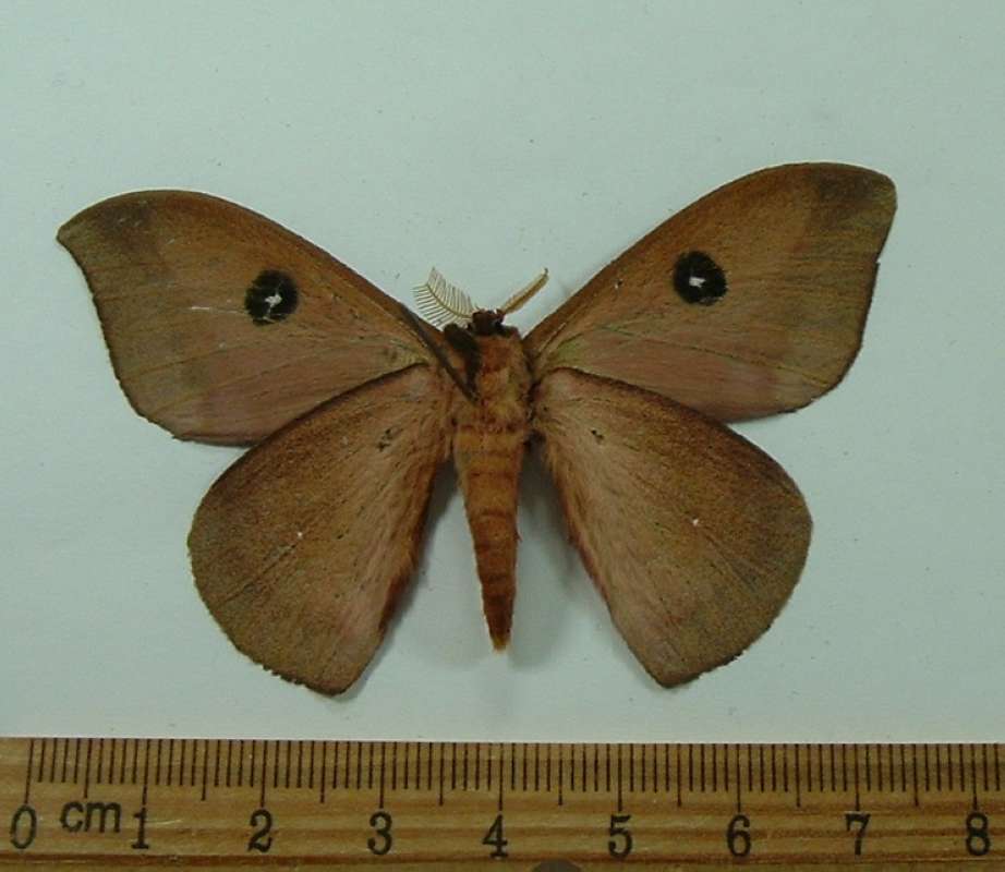 Male - Ventral View<br>(Origin of the Specimen: Ecuador, 2012)