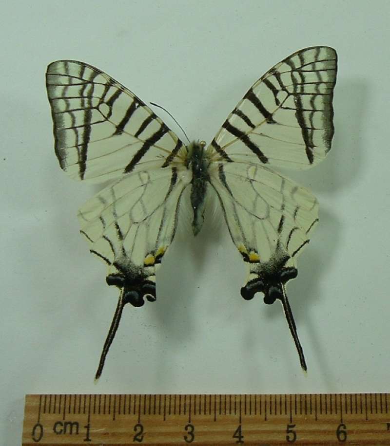 Female - Dorsal View<br>(Origin of the Specimen: Vietnam, Dec. 2009)