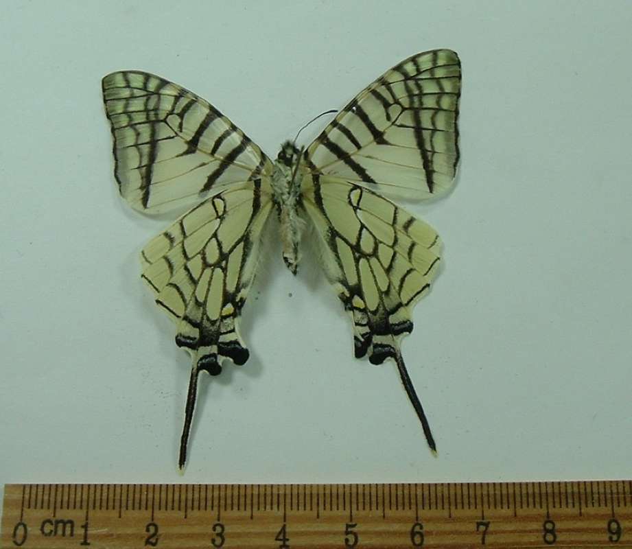Female - Ventral View<br>(Origin of the Specimen: Vietnam, Dec. 2009)