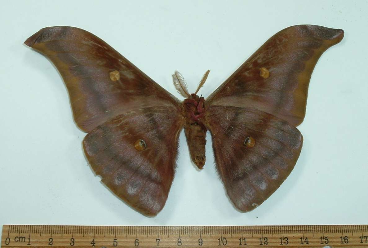 Male - Ventral View - Reddish<br>(Origin of the Specimen: Doi Pui, Chiangmai, Thailand)