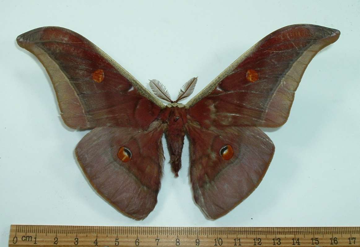 Male - Dorsal View<br>(Origin of the Specimen: Thailand, May)