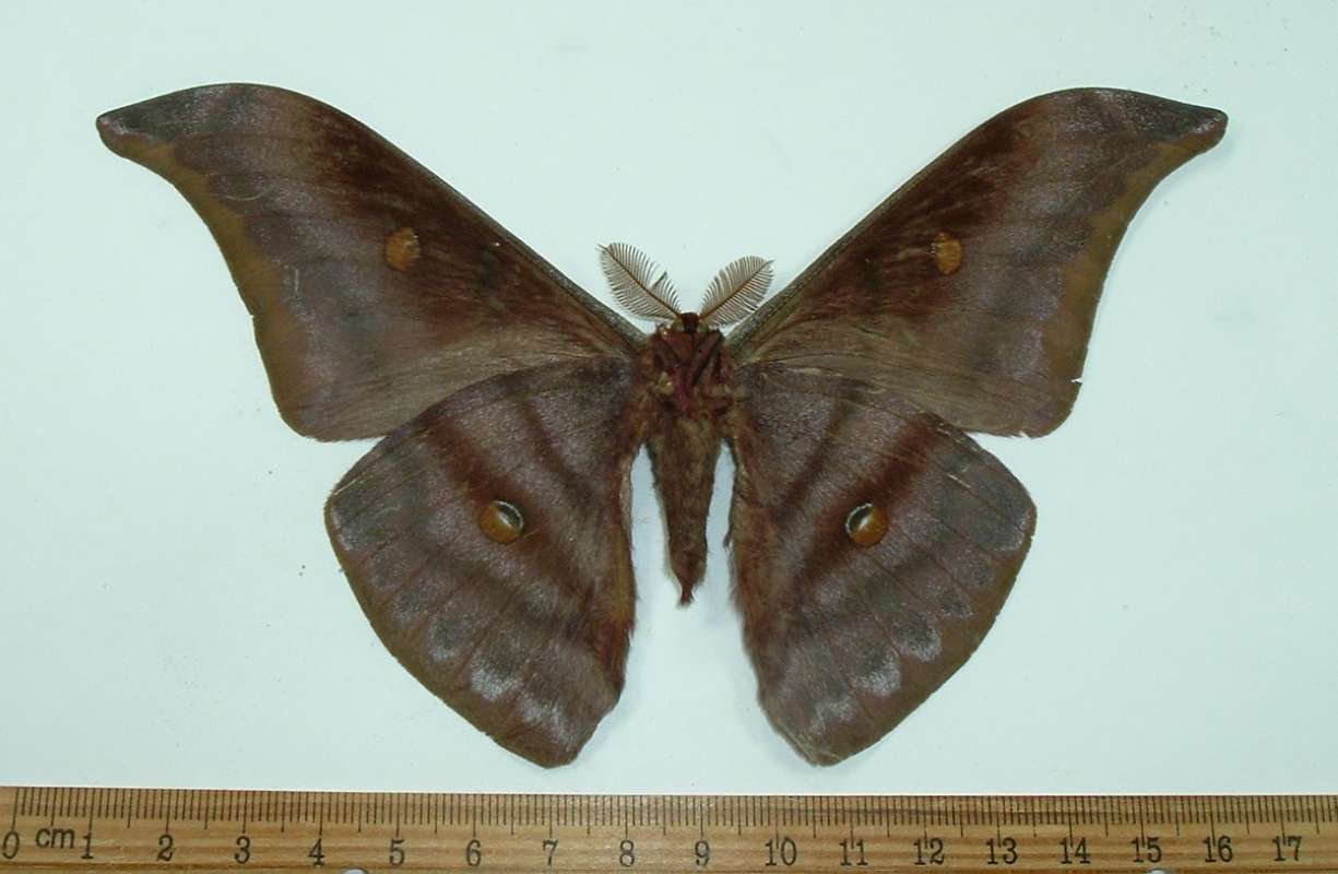 Male Ventral View - Brownish<br>(Origin of the Specimen: Thailand, May)