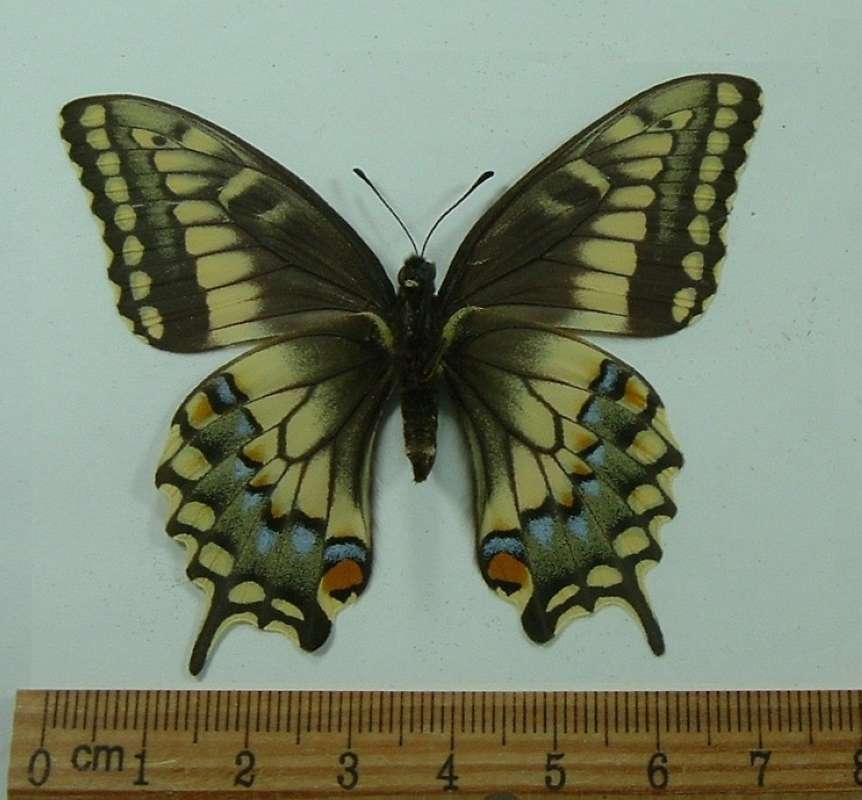Female - Ventral View<br>(Origin of the Specimen: San Pedro, Guatemala, May 2009)
