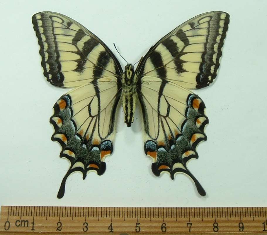 Female - Ventral View<br>(Origin of the Specimen: Egg from West Virginia)