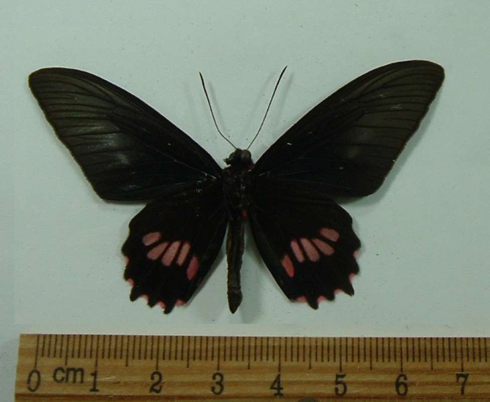 Male - Ventral View<br>(Origin of the Specimen: Panama, March 1998)