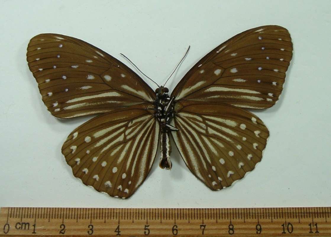 Female - Ventral View<br>(Origin of the Specimen: Cambodia, April 1999)