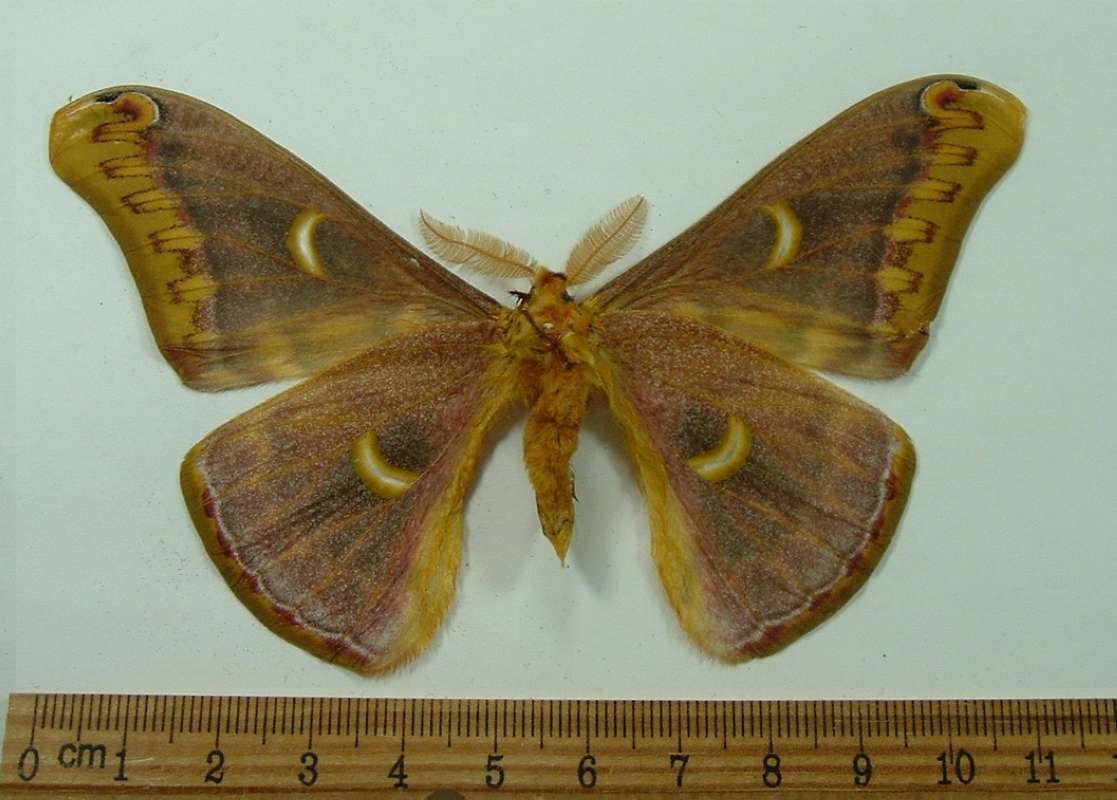 Male Ventral View<br>(Origin of the Specimen: China, Sept 2001)