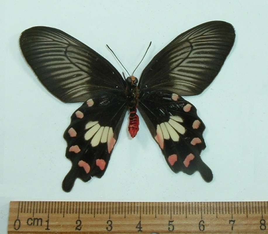 Male - Ventral View<br>(Origin of the Specimen: Laos, April 2002)