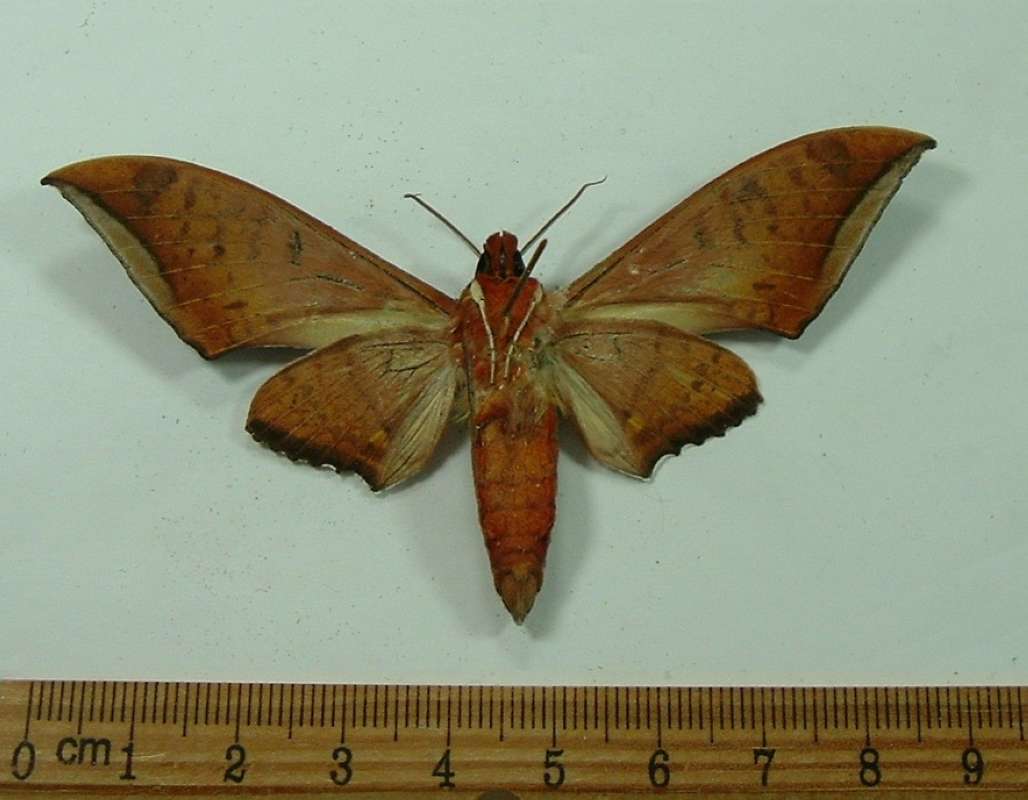 Male - Ventral View<br>(Origin of the Specimen: Cambodia, April 1999)