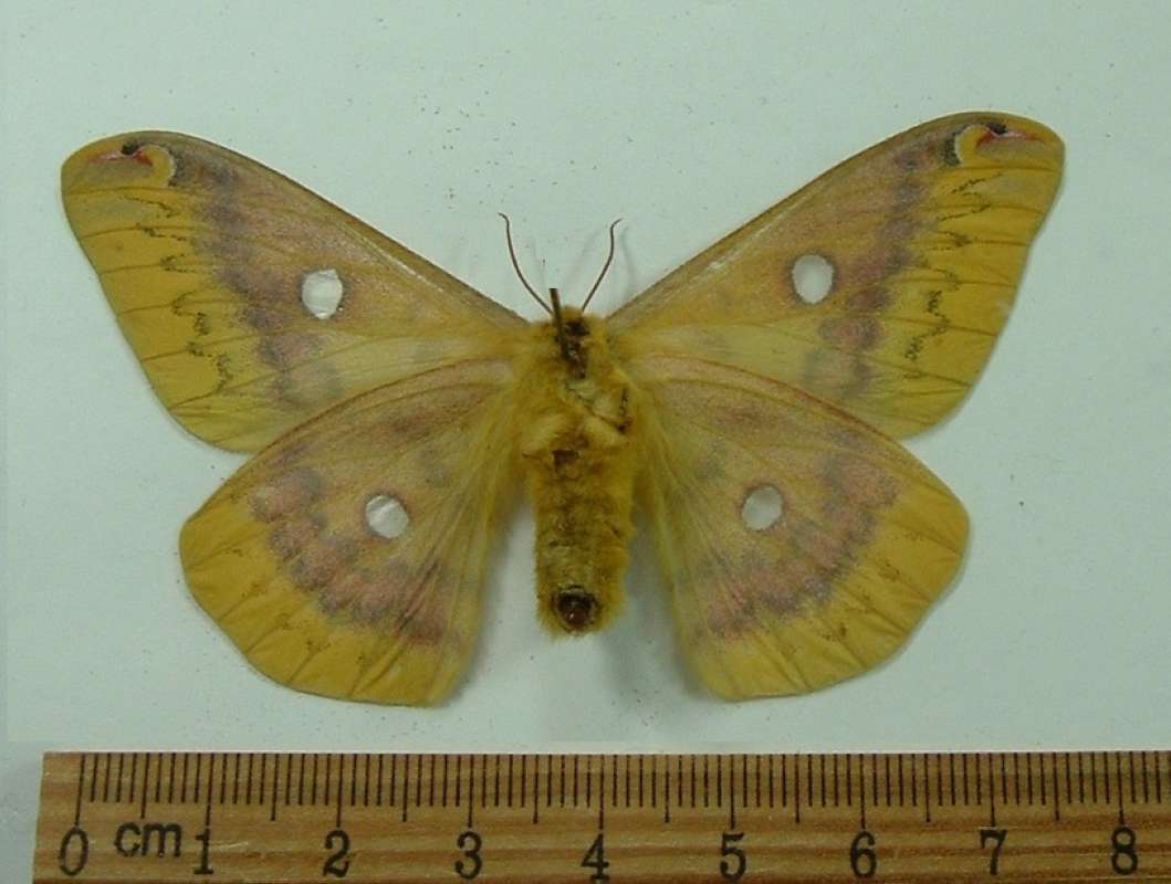 Female - Ventral<br>(Origin of the Specimen: China, October 2012)