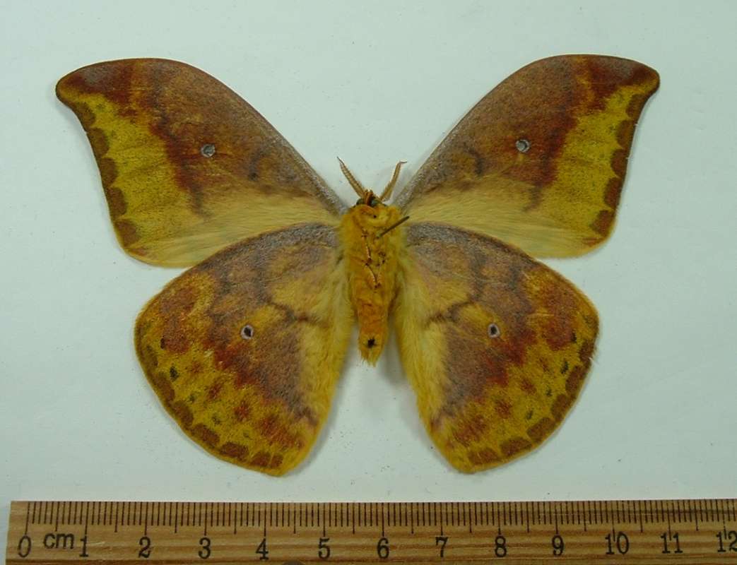 Male - Ventral View<br>(Origin of the Specimen: New Britain, April 2001)