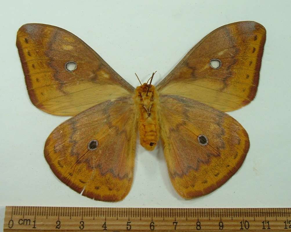 Female - Ventral View<br>(Origin of the Specimen: New Britain, April 2001)