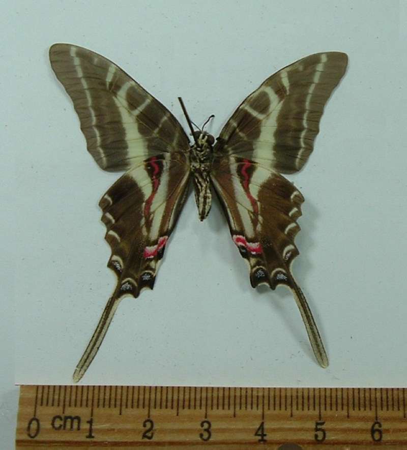 Female - Ventral View<br>(Origin of the Specimen: Guatemala,   July 2007)