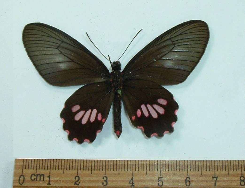 Female - Ventral View<br>(Origin of the Specimen: Panama, March 1998)