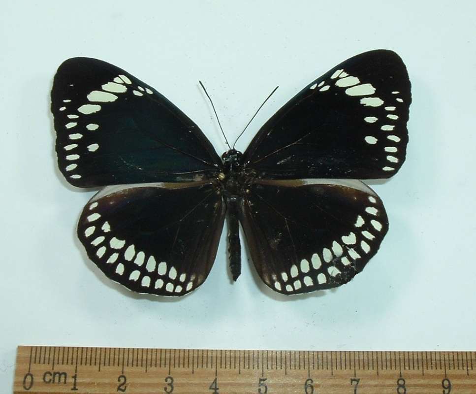 Female - Dorsal View<br>(Origin of the Specimen: Phillippines - March 2001)