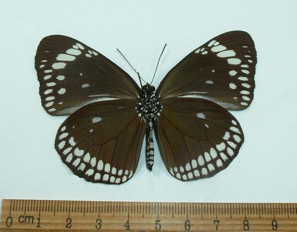 Female - Vetnral View<br>(Origin of the Specimen: Phillippines - March 2001)