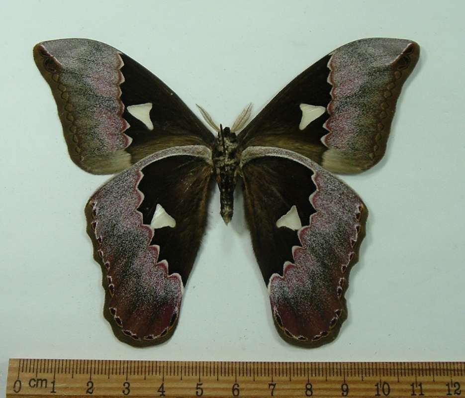 Male - Ventral View<br>(Origin of the Specimen: Golfeto, Costa Rica, September)