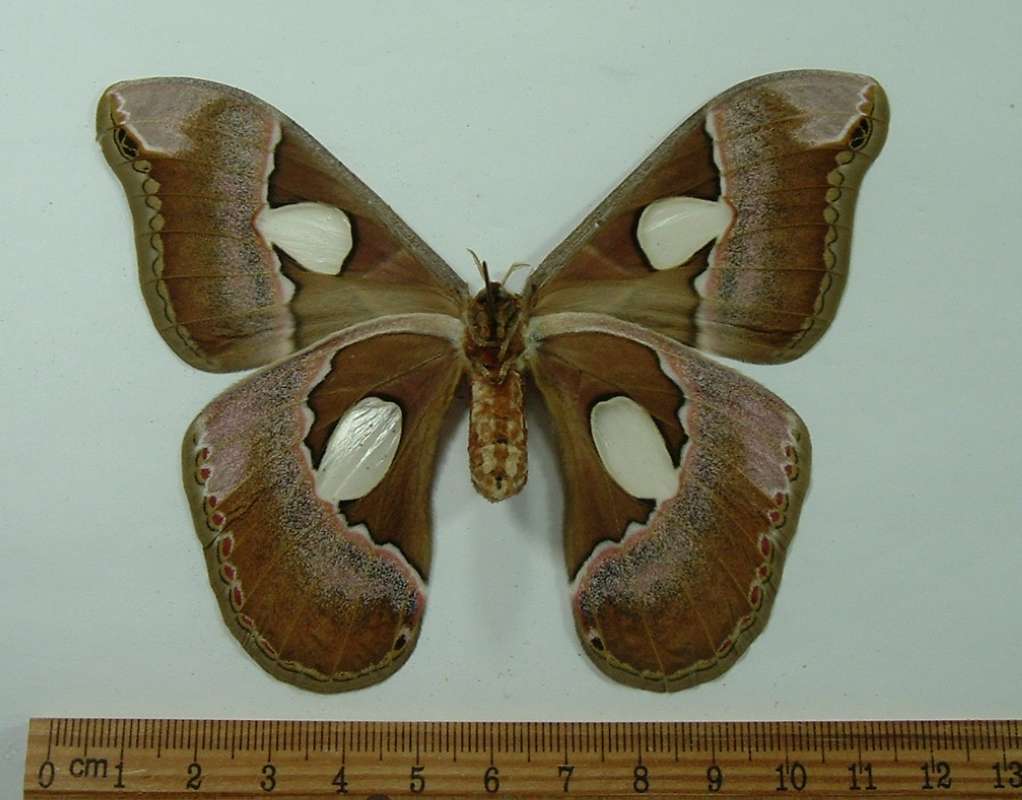Female - Ventral View<br>(Origin of the Specimen: Costa Rica, May)