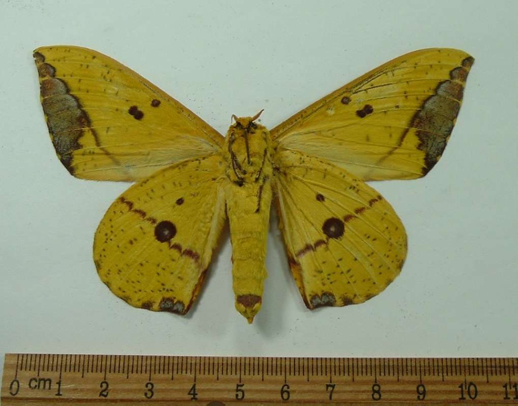 Male - Ventral View<br>(Origin of the Specimen: Panama, April)