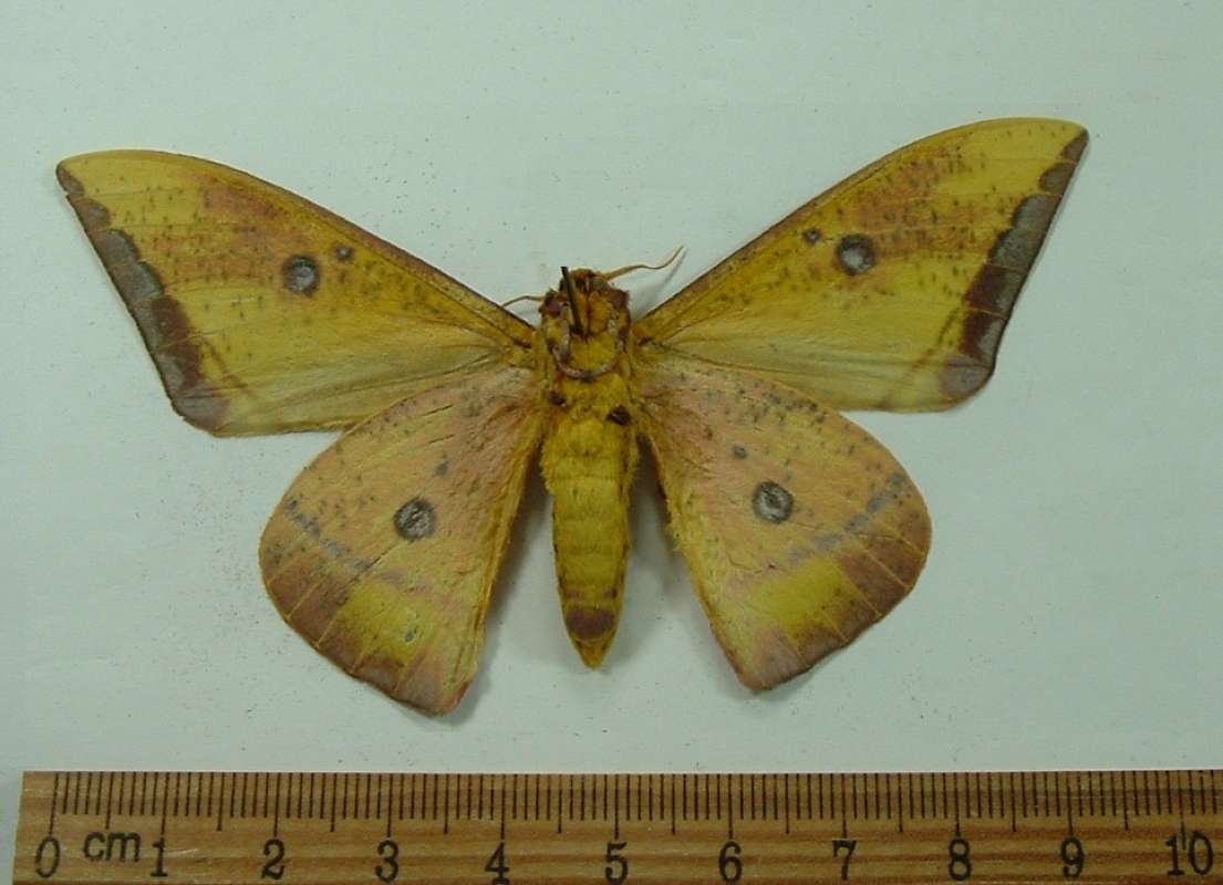 Male - Ventral View<br>(Origin of the Specimen: Cuzco, Peru, March 2001)