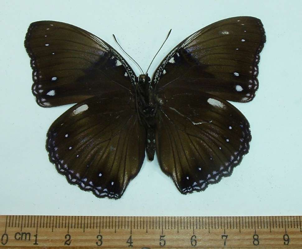 Male - Ventral View<br>(Origin of the Specimen: Kalimanan, West Borneo)